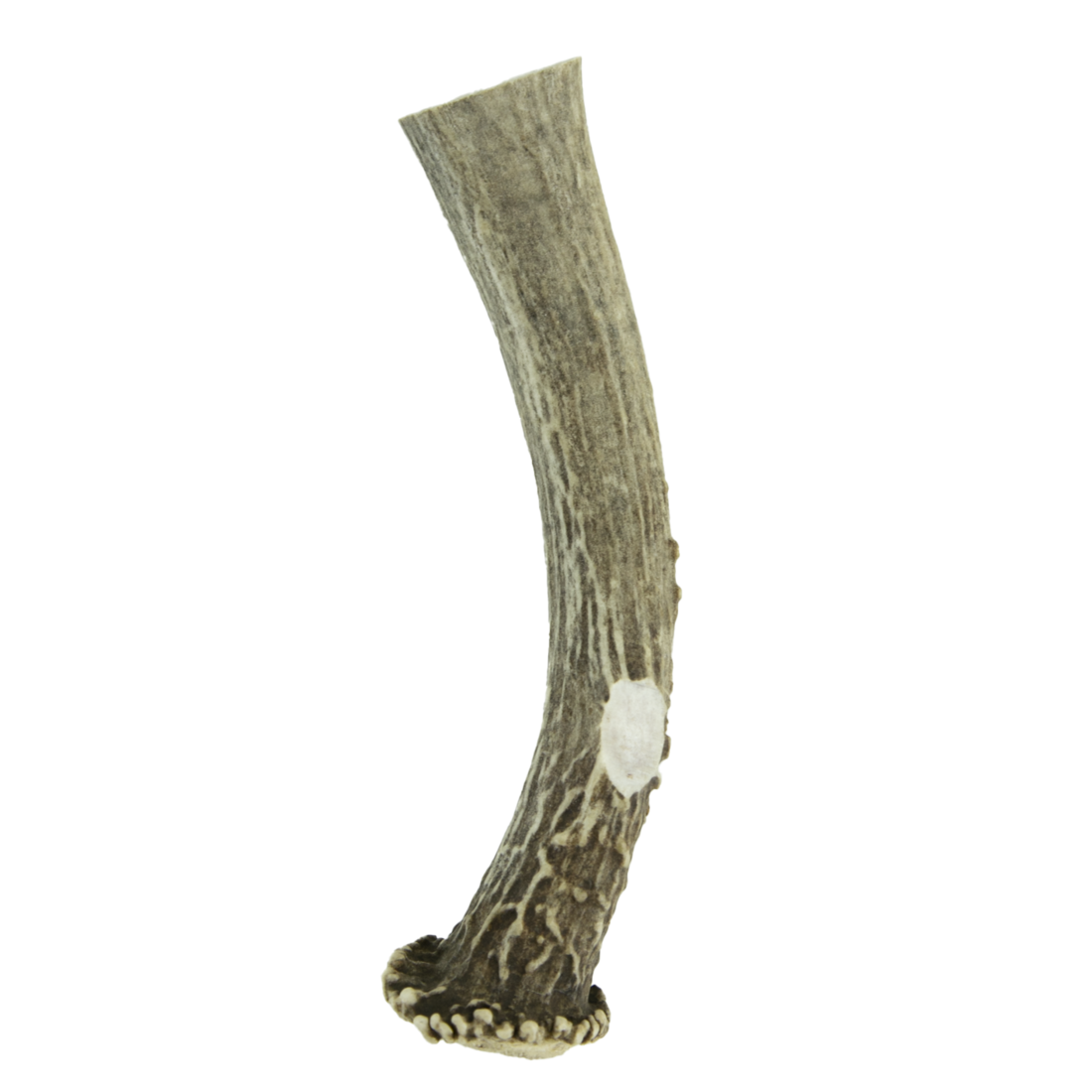 Wixom Ranch Natural Chews Whole Deer Antler - Image 3