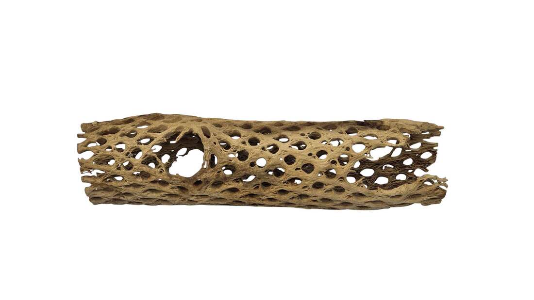 Aqua Natural Cholla Wood, Small
