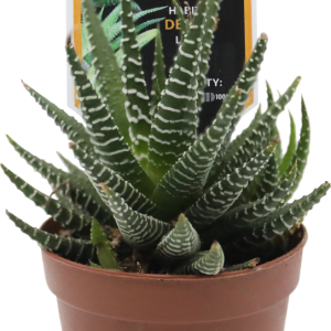 Reptifauna Haworthia, Assorted - Not Available For Delivery