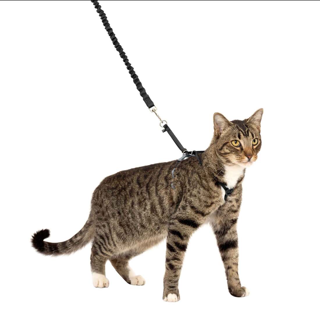PetSafe Come with Me Kitty Harness and Bungee Leash, Black - Image 2
