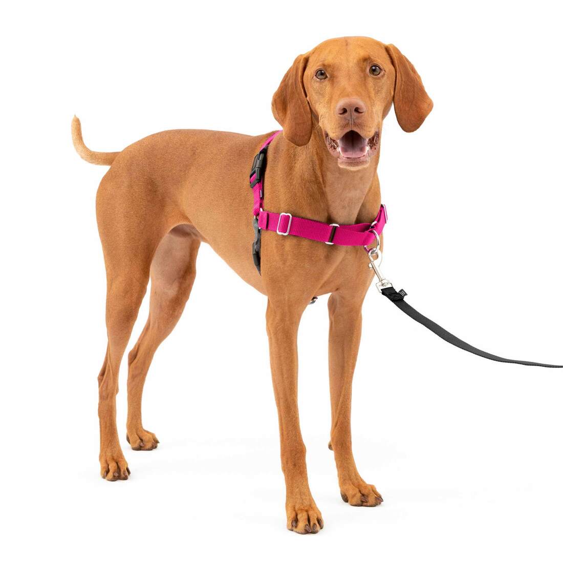 PetSafe® Easy Walk® Harness - Image 14
