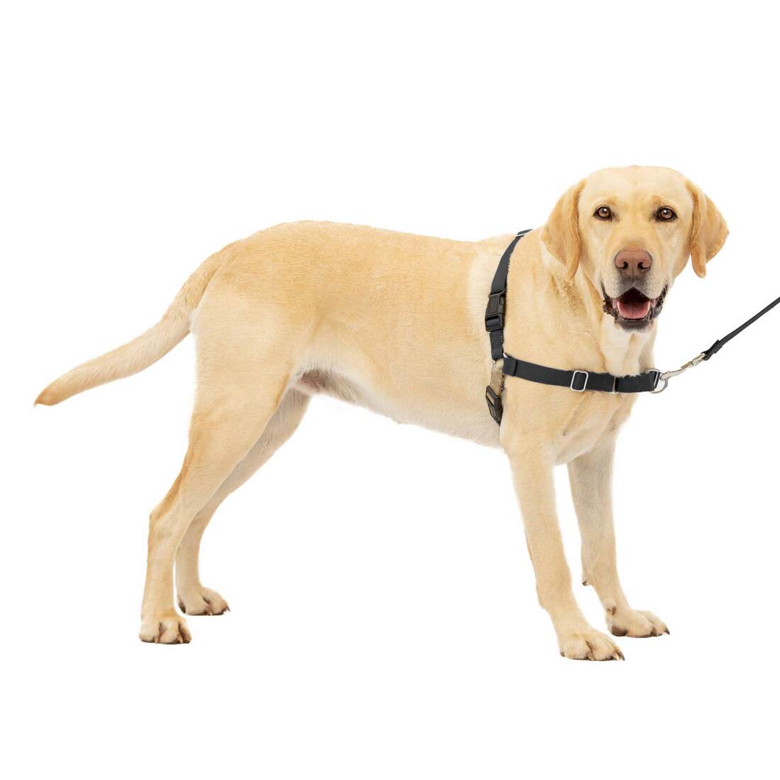 PetSafe® Easy Walk® Harness - Image 12