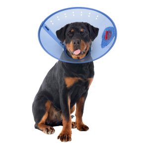 Calm Paws E-Collar