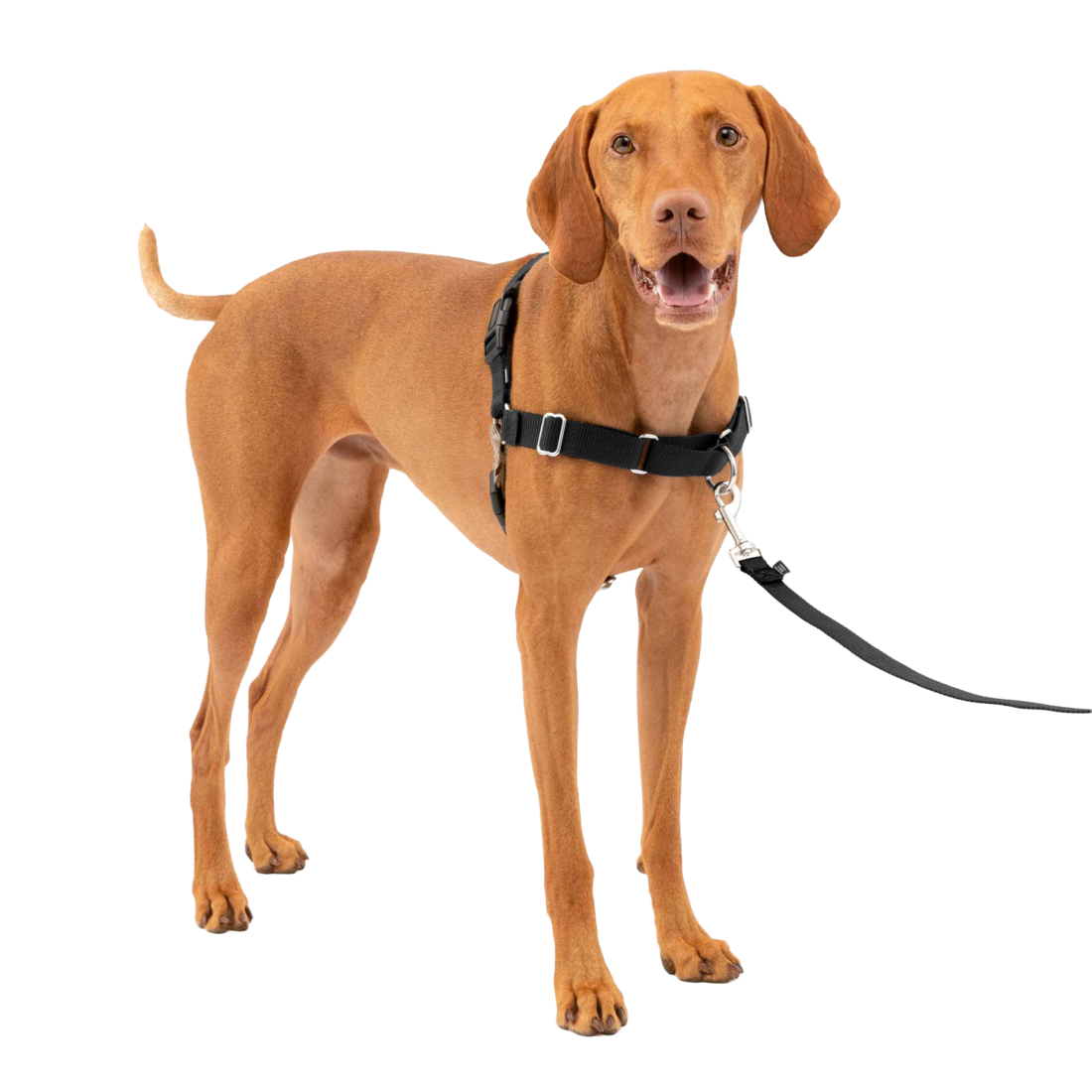 PetSafe® Easy Walk® Harness - Image 6