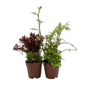 Reptifauna Moss, Assorted - Not Available For Delivery