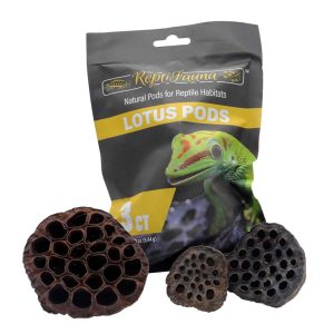 Reptifauna Aquatic Plant Lotus Pods, 3 Count