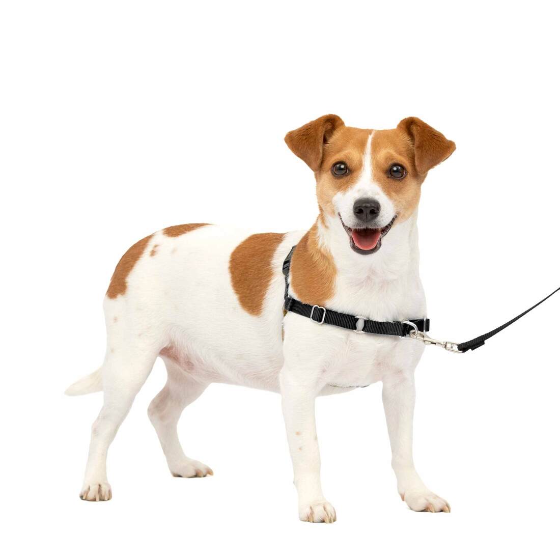 PetSafe® Easy Walk® Harness - Image 10