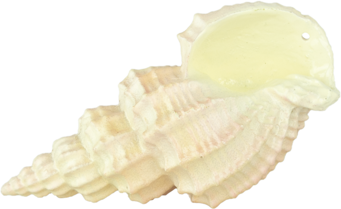 Fins First Aquarium Décor, Conch Shell, Small
