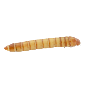Top Hat Giant Mealworms - Not Available For Delivery