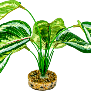 Terrassic Terrarium Décor, Maranta Plant, 8 Inches