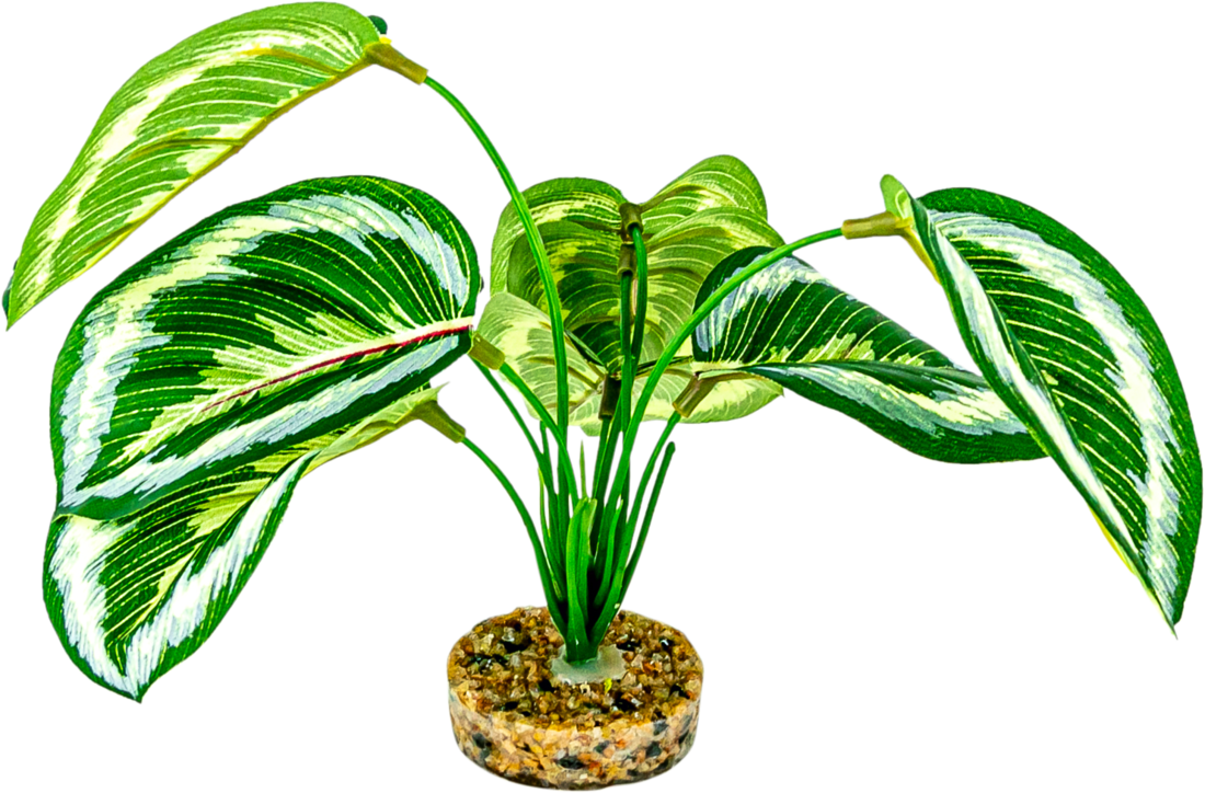 Terrassic Terrarium Décor, Maranta Plant, 8 Inches