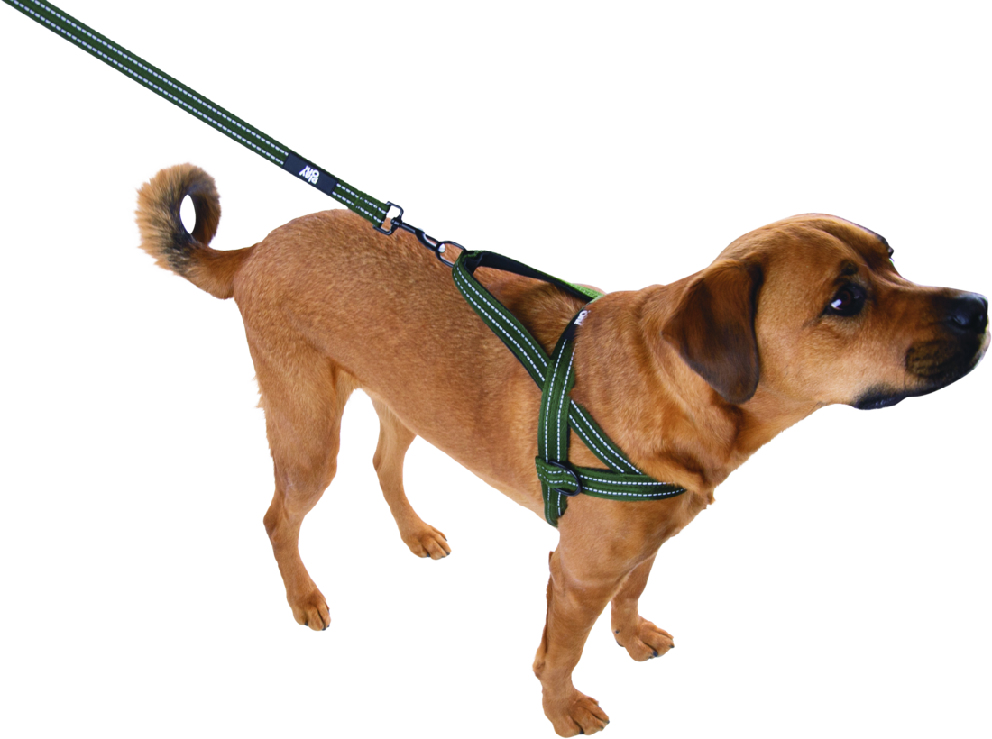 Play On Adventure Reflective Dog Leash, Olive - Image 2