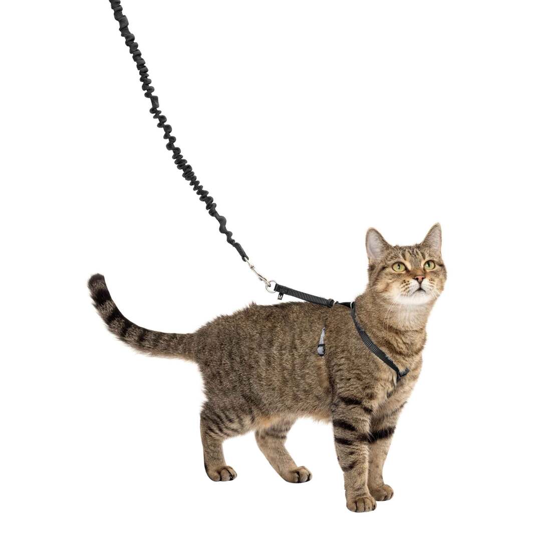 PetSafe Come with Me Kitty Harness and Bungee Leash, Black - Image 3